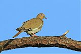 White-winged Dove